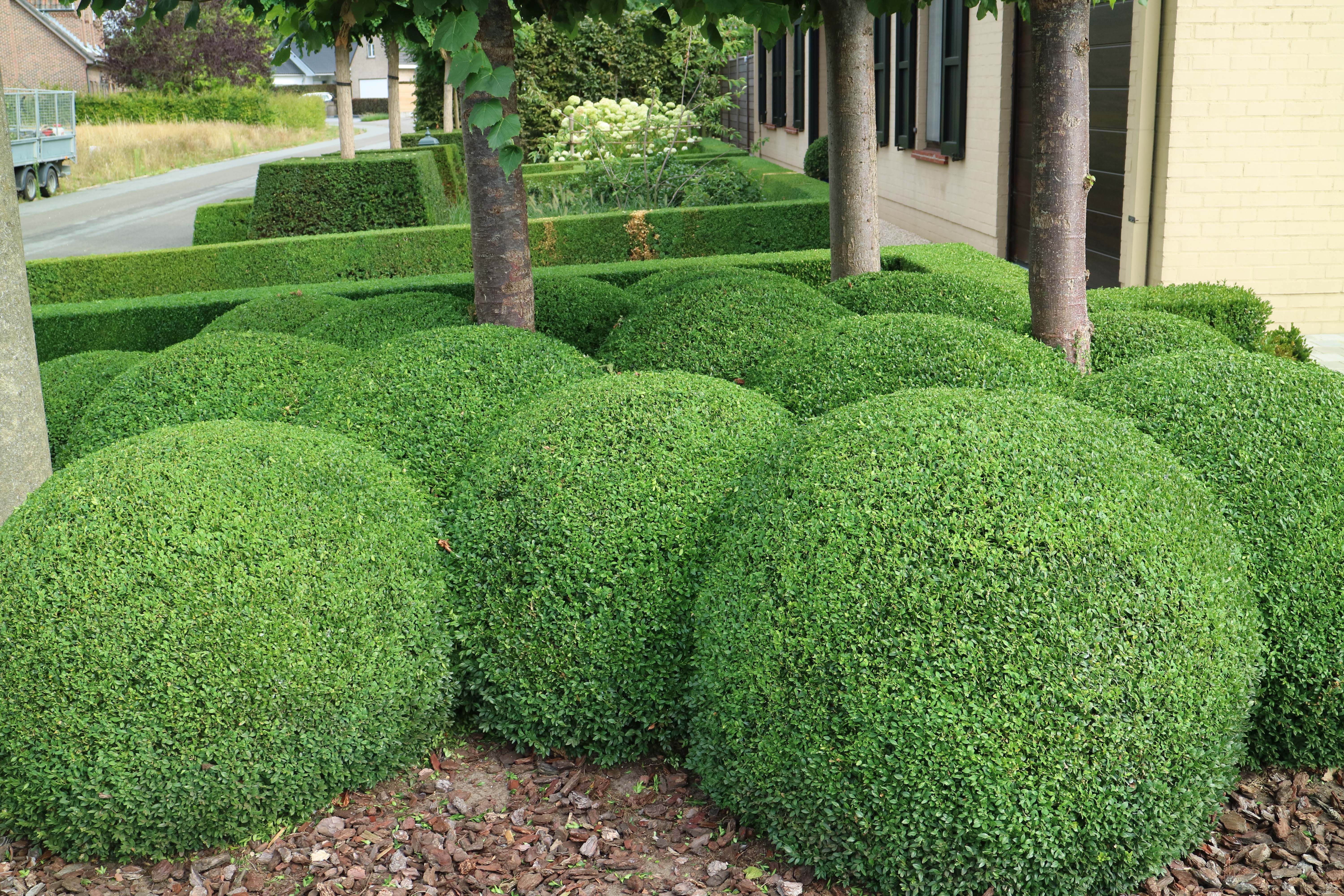 KDM Totaalprojecten  - Tuinonderhoud